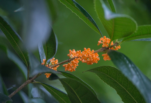 桂花 朱砂桂