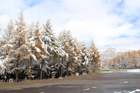 雪景