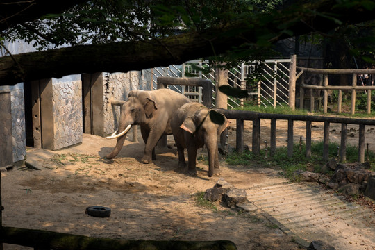 大象 动物 非洲 哺乳动物 亚