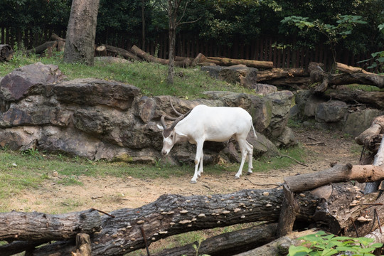 羊 羚羊 旋角羚 动物园 哺