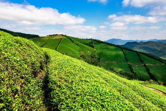 福泉山茶场 茶山