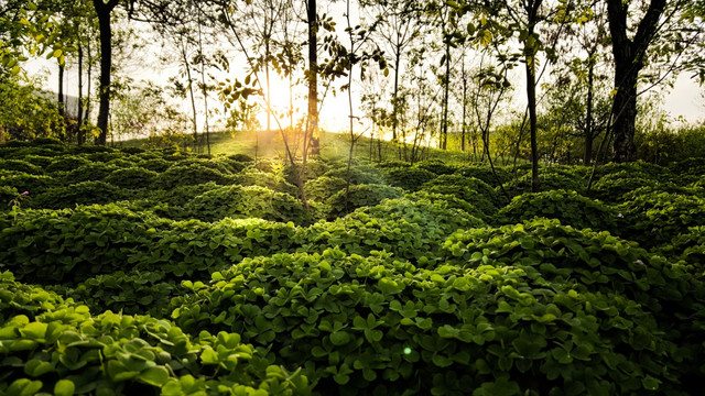 草地日出