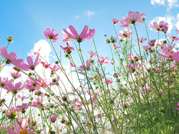 格桑花