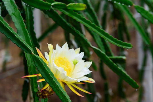 火龙果 霸王花