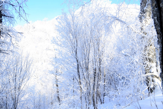 雪 雪乡 树林 乡村 冬天