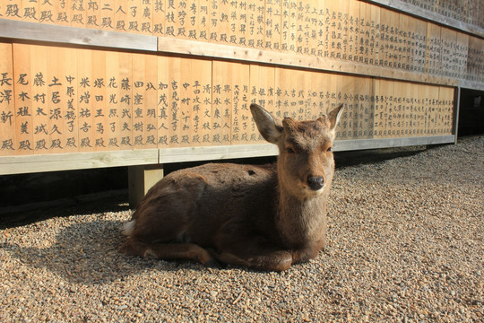 日本关西奈良神社 小鹿