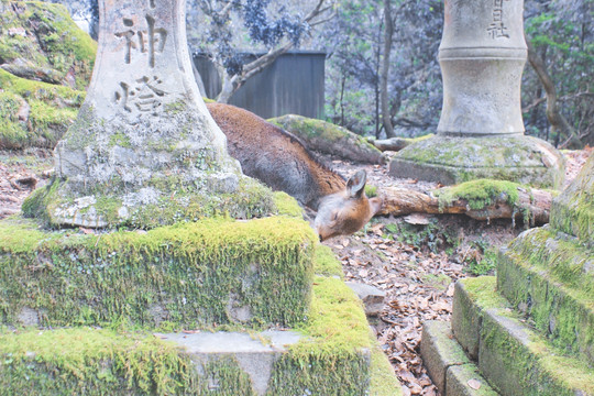 日本关西奈良神社 小鹿