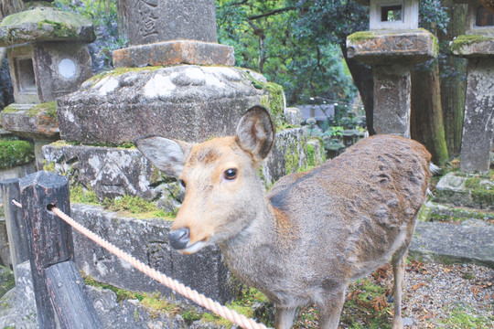 日本关西奈良鹿 神社