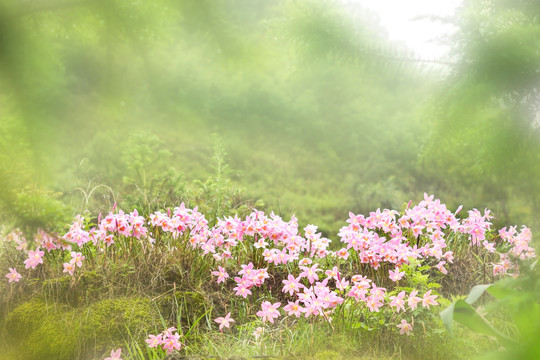韭兰花 水仙花