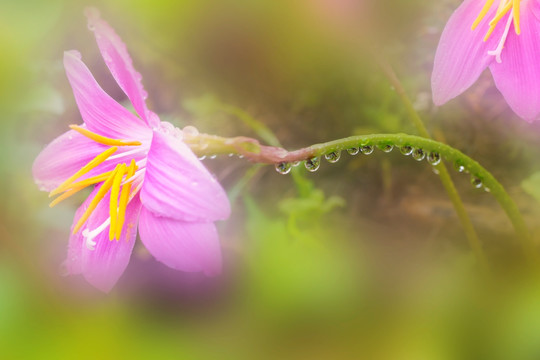 韭兰花 水仙花