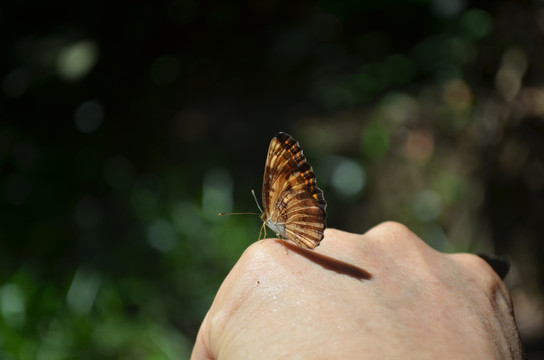 停在手上的蝴蝶