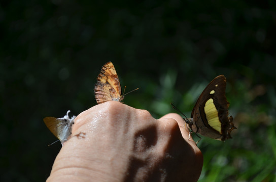 停在手上的蝴蝶