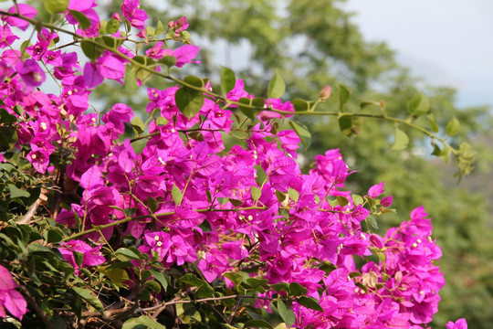 野生杜鹃花