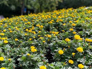 花烂漫