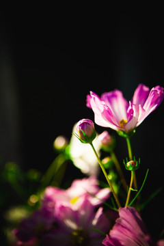 花 花卉 背景 梦幻