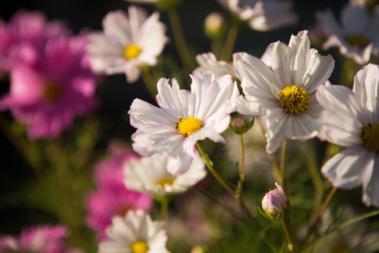 花 花卉