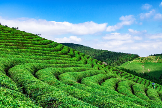 茶园风光 茶场茶树