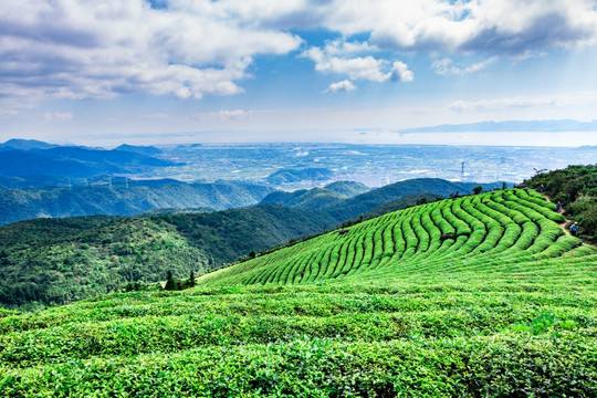 茶叶 茶山风景