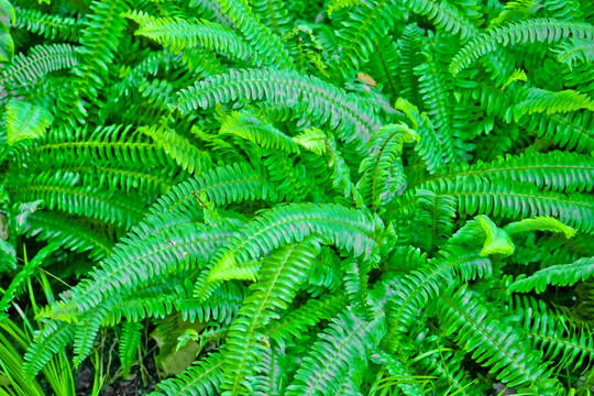 绿色背景 绿色植物 蕨类植物