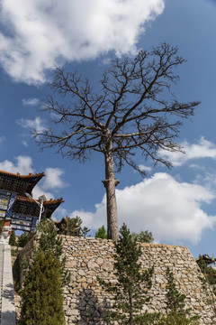 北岳恒山大树