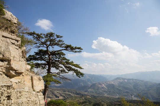 北岳恒山大树