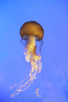 水母