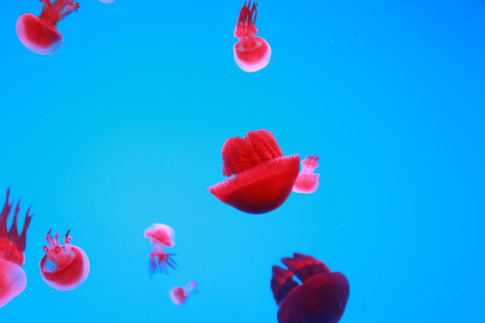 水母