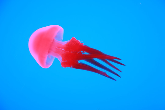 一只水母