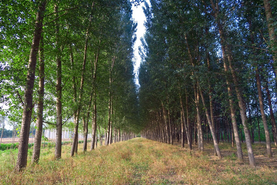 白杨树林