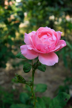 玫瑰花 月季花