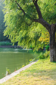 玄武湖公园风景