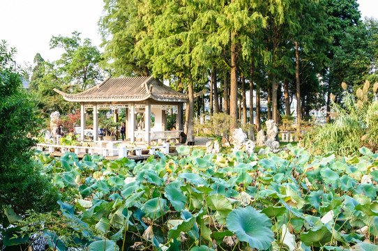 玄武湖公园风景