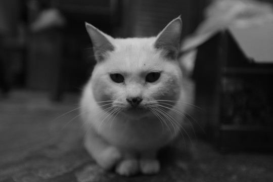猫 大白猫