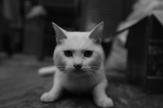 猫 大白猫