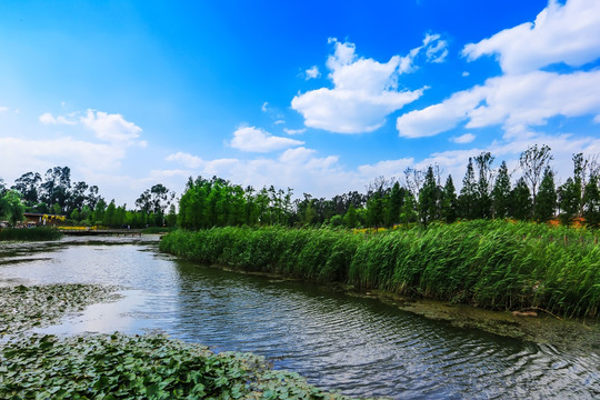 滇池湿地风光