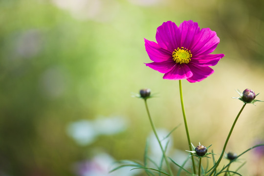 格桑花 素材