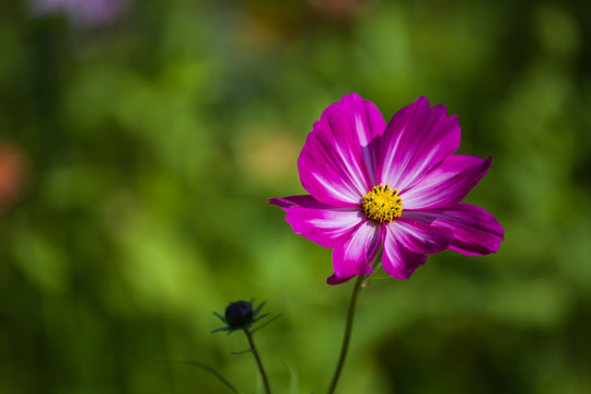 波斯菊 素材