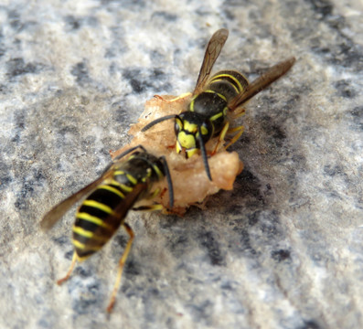 马蜂 黄蜂