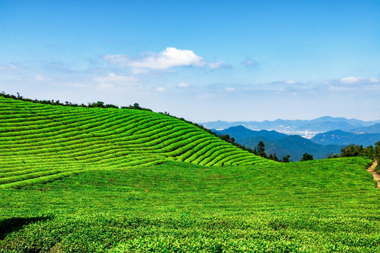 茶山茶园茶树 绿茶