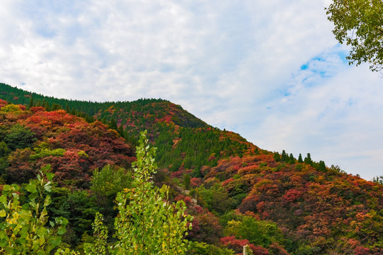 山中红叶