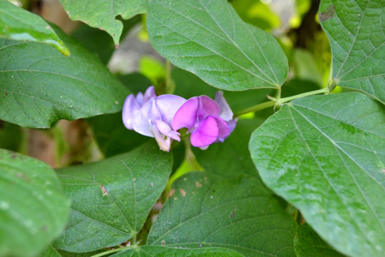 豆角花