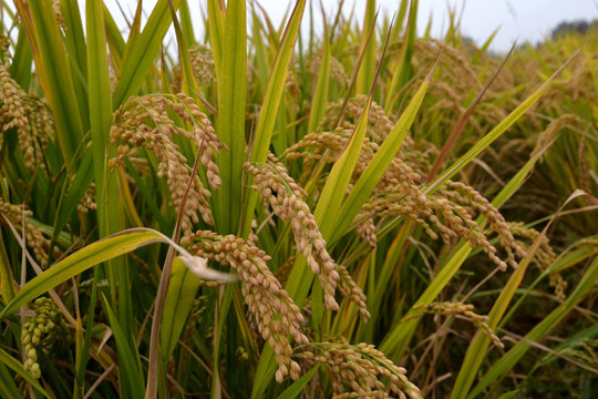 稻穗 水稻