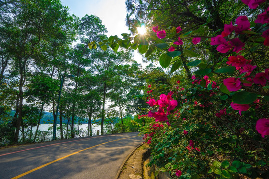 惠州红花湖绿道的三角梅