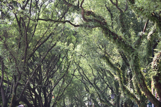 林荫路 树干