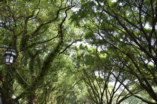 林荫路 树干