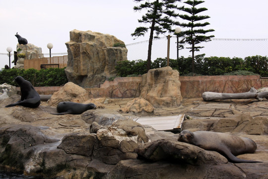 海洋公园  海豹