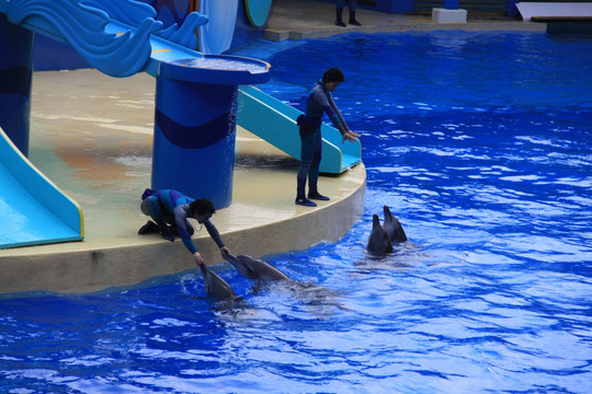 海豚表演  海洋公园