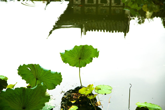 荷花池塘