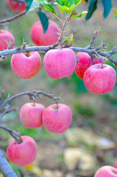 苹果园 苹果树 满树苹果