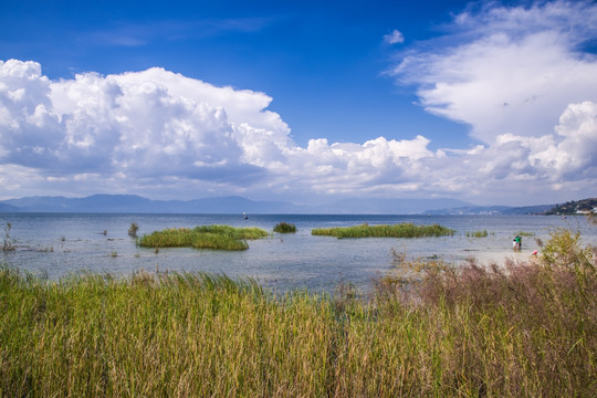 云南抚仙湖湿地